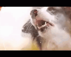 Window Licker Border Collie Dog GIF