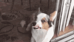 Window Licker Cardigan Welsh Corgi Dog GIF