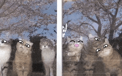Window Licker Cats Animated Eyes Filter GIF