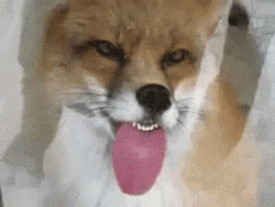 Window Licker Dog Funny Look GIF