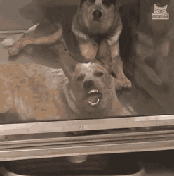 Window Licker Dog Staring GIF