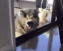 Window Licker Funny Husky Dog Look GIF