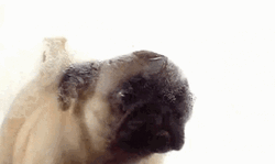 Window Licker Pug Dog GIF