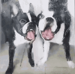 Window Licker Two Boston Terrier Dogs GIF