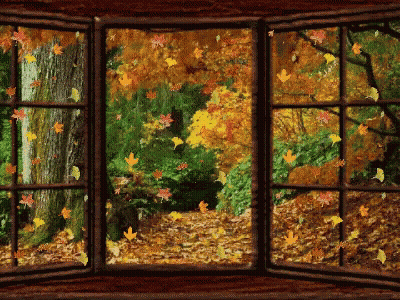 Window View Forest Leaves Falling GIF