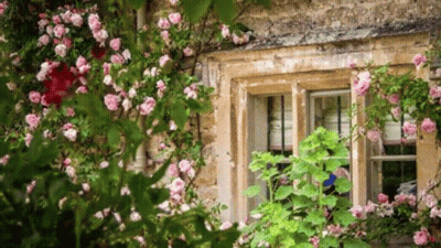 Window With Roses Growing On Side GIF