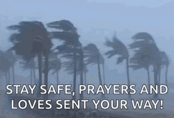 Windy Trees Prayers And Loves Sent Away Hurricane Meme GIF