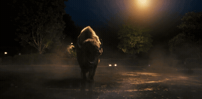 Winged Bison Standing In Parking Lot GIF
