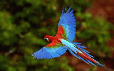 Wings Spread Macaw GIF