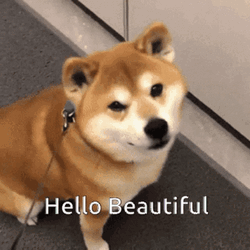Winking Shiba Inu Hello Beautiful Gorgeous GIF