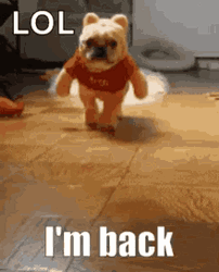 Winnie The Pooh Dog Costume I'm Back GIF