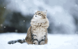 Winter Cat Looking Up GIF