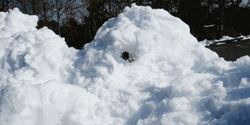 Winter Dog On Snow