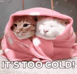 Winter Kittens Cold