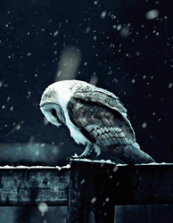 Winter Owl Sleeping GIF