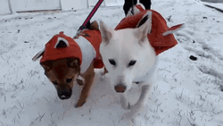 Winter Shiba Inu Dogs