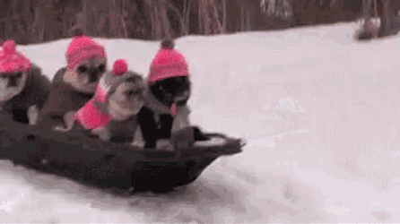 Winter Sledding GIF