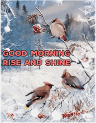 Winter Wednesday Rise And Shine GIF