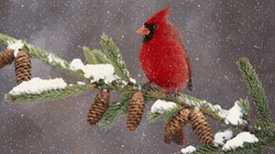 Winter Wednesday Snow Bird On Branch GIF