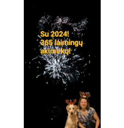 Wish Sveikinimai Sticker GIF