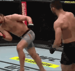 Wobbly Knockout Alistair Versus Pavlovich UFC GIF