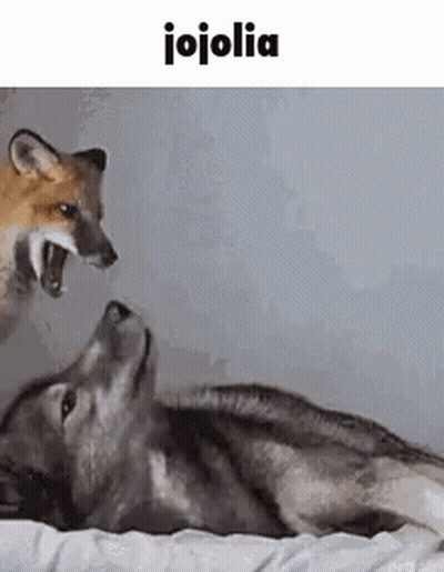 Wolf And Fox Lying On Bed GIF