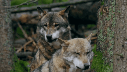 Wolf Calling The Pack GIF