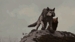 Wolf Couple Howling GIF