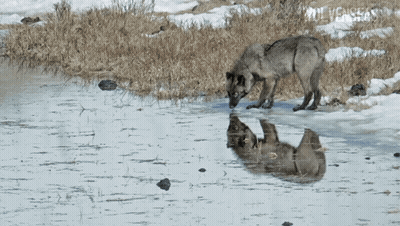 Wolf Drinking Water Looking at Reflection
