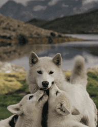 Wolf Family In Nature GIF