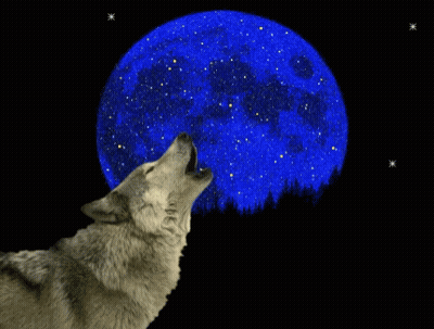 Wolf Howling At Blue Moon GIF