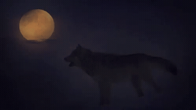 Wolf Howling At Full Moon GIF