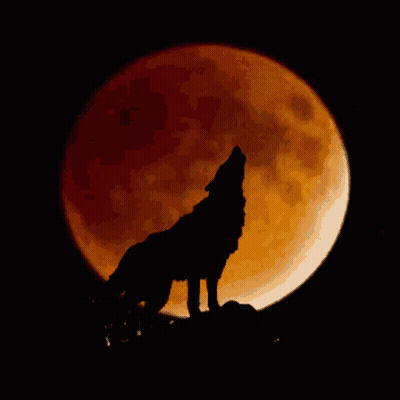 Wolf Howling At Full Moon GIF