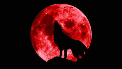 Wolf Howling At Full Red Moon With Signature Of S. Ataturk GIF