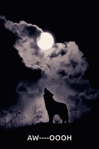 Wolf Howling At Moon With Oooh GIF