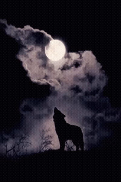Wolf Howling At The Moon GIF