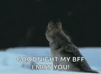 Wolf Howling Good Night My BFF I Miss You GIF