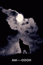 Wolf Howling Shadow Awooh Full Moon GIF
