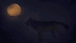 Wolf Howling With The Full Moon GIF