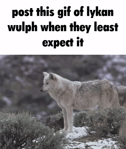 Wolf In Snow Post This Gif Of Lykan Wulph When They Least Expect It GIF