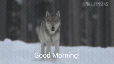 Wolf In Snow Saying Good Morning GIF
