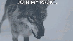Wolf Join My Pack GIF