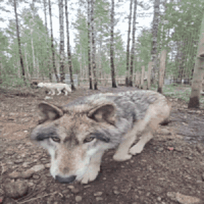 Wolf Laying In Dirt In Woods GIF