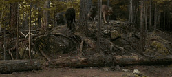 Wolf Pack In The Forest GIF