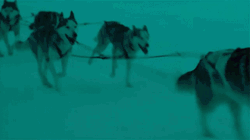 Wolf Pack Leading Sled GIF