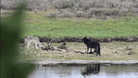 Wolf Pack Scavenging For Food GIF