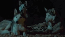 Wolf Pack Stay Alert GIF