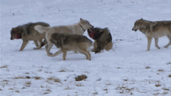 Wolf Pack Staying Together GIF