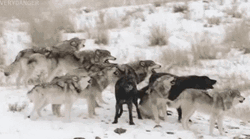 Wolf Pack Wagging Tail GIF