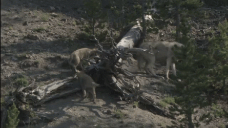 Wolf Pack With Baby Wolves GIF
